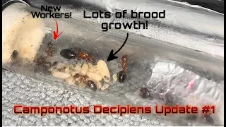 Camponotus Decipiens Update 1 | First Workers of the New Year!