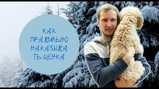 Как правильно наказывать щенка? Секреты эффективного наказания собаки.