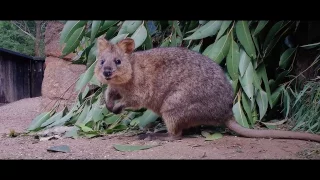 Come visit us at The Australian Reptile Park!