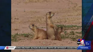 $5M going to protect Utah's endangered species