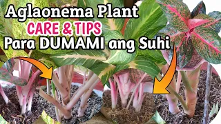 Aglaonema Plant Care and Tips for More Shoots