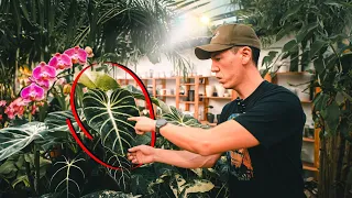 Hammer Pflanzen 🥳 Anthurium Alocasia Philodendron und Co. im Gartencenter Ecuagenera!