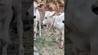 ADIL BHAI MOST CUTE PANGANUR BABY PLAYING MOMENT#viral#cute#shorts#trending#short#cow