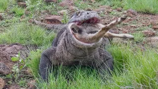 speed of 40 seconds‼️KOMODO DRAGON swallowed a goat weighing 20 kg in an instant