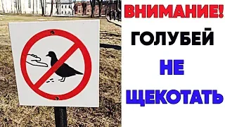 Лютые приколы, мемы . ГОЛУБЕЙ НЕ ЩЕКОТАТЬ   . Лучшие мемы