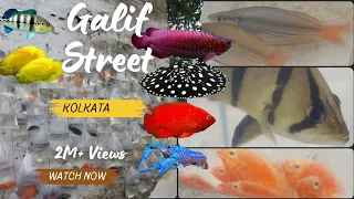 GALIF STREET Fish Market Exotic collections At lowest prices😳😱🔥|All over India delivery🔥|New prices😱