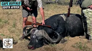 Father and Son Hunt Massive Cape Buffalo in South Africa