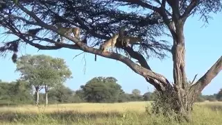 Nah! Cheetah don't climb trees...