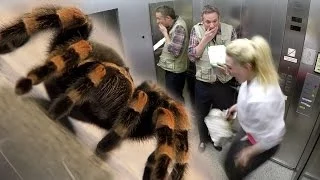 Elevator Spider Prank - iPad Magic with Simon Pierro