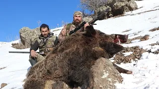 MONSTER WİLD BOAR HUNTİNG İN SNOW 2| KARDA AZILI DOMUZ AVI 2| CHASSE AU SANGLİER