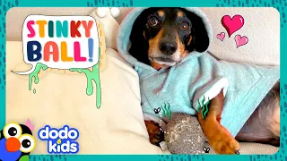 Stubborn Dog Won’t Let Mom Wash His Stinky Toy Ball! | Dodo Kids | It’s Me!
