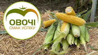 ЯКІСНИЙ ВРОЖАЙ цукрової кукурудзи. Що потрібно знати про технологію вирощування | Овочі.Смак успіху