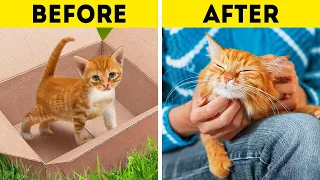 STRAY CAT STORY | Funny And Useful Pet Hacks And Awesome DIY Crafts