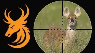 Monster chinese water deer hunt - CIC Gold Medal