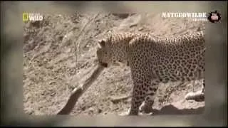 Гигантский питон против леопарда  -   Nat geo wild
