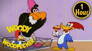 1 Hour of Woody Woodpecker Full Episodes | Baby Buzzard