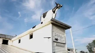 Inside the Belleville Sale, an Authentic Amish market in Pa.