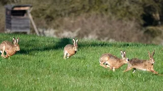 Hasenspaß am frühen Morgen - 5 Feldhasen zwischen Notzingen und Hochdorf