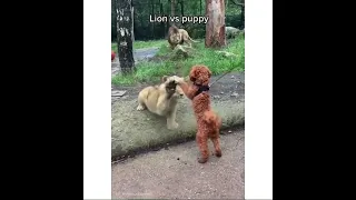 Щенок против Льва 🦁🐶