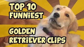 TOP 10 OF THE FUNNIEST GOLDEN RETRIEVER VIDEOS OF ALL TIME