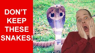 12 WORST Pet SNAKES (and some BETTER options)!