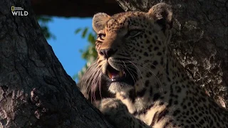 Nat Geo Wild - Царство леопардов