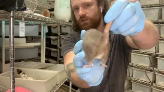How to start breeding rats