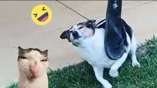 Best funny animals 2024😅😸 dogs and cats part 39