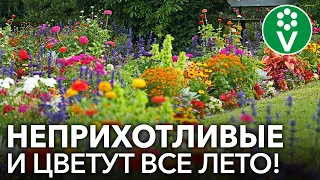 ЛЕНИВАЯ КЛУМБА! Лучшие однолетние цветы, которые непременно стоит посеять!