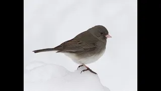 Winter Birds of the Monadnock Region