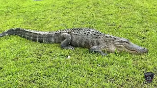 BCSO: Gator Capture and Release