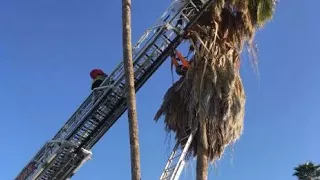 VIDEO: Tucson fire crews rescue man from palm tree