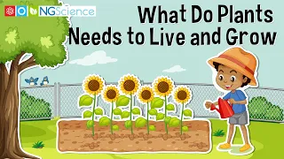 What Do Plants Needs to Live and Grow