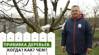 Что вы не знали о прививке плодовых деревьев? Эксперт расскажет!