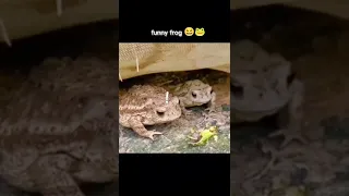 Why did the second frog just try to *gulp* him down ??? credit : danurhy