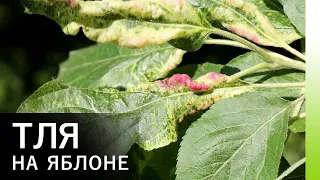 Красногалловая (серая) яблонная тля – вредитель яблони и борьба с ней