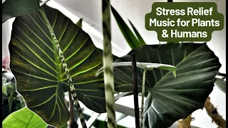 Soothing Music for Plants and Humans; Stress Relief Music with Positive Vibes