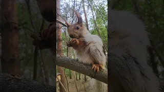 Беременная белка / pregnant sguirrel