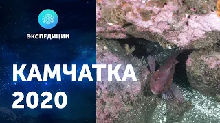 ЦПИ РГО об экологической катастрофе на Камчатке-2020