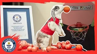 Bini the slam dunking basketball bunny - Guinness World Records