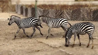 Animal Zebra ❤️🦓