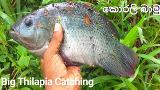 Amazing Big Tilapia Fish Catching | Quickly Fish Catching | Sri Lanka Fishing | කොරලි මාලු බාමු