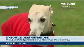 Британские учёные доказали, что собаки способны манипулировать людьми