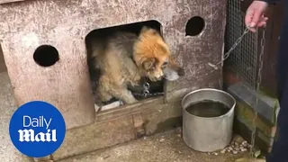 RSPCA shows animals kept in awful conditions during 'puppy farm' raid