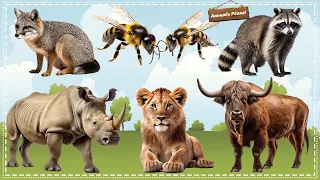 Discover the Wonders of the Animal Kingdom: Gray fox, Bee, Raccoon, Rhinoceros, Lion, Buffalo