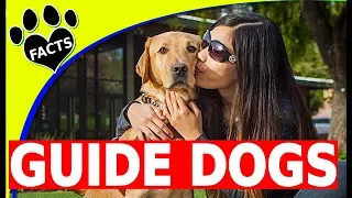 Top 5 Service Dog Breeds for Guiding the Blind - Dogs 101