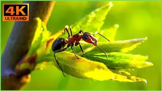 4K - Ants In 4K - Beautiful Colors Of Nature