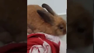 кролик рычит