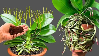 Just sprinkle 1 spoon! Suddenly orchid roots and shoots grow 500% more