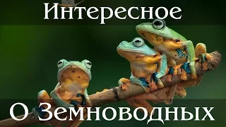 Удивительное и интересное о Земноводных